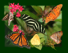 butterfly notecard 
